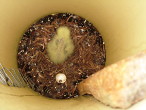 A yellow down covered Red-tail chick observed in a plastic nest box in June 2010.
