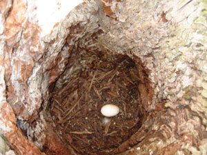 A Red-tail egg observed in an artificial nest in June 2010.