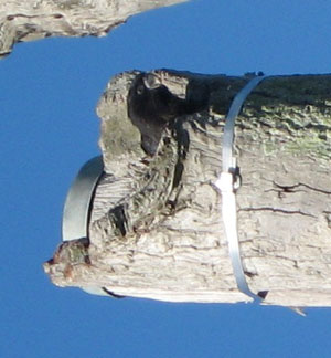 A juvenile Red-tail about to fledge from an artificial nest in June 2010.