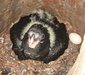 An unconfirmed chick (presumably a Yellow-tailed Black-Cockatoo chick) and egg observed in a artificial nest in June 2010.
